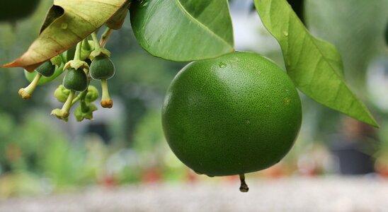 Citrus fruit delicious vitamins photo