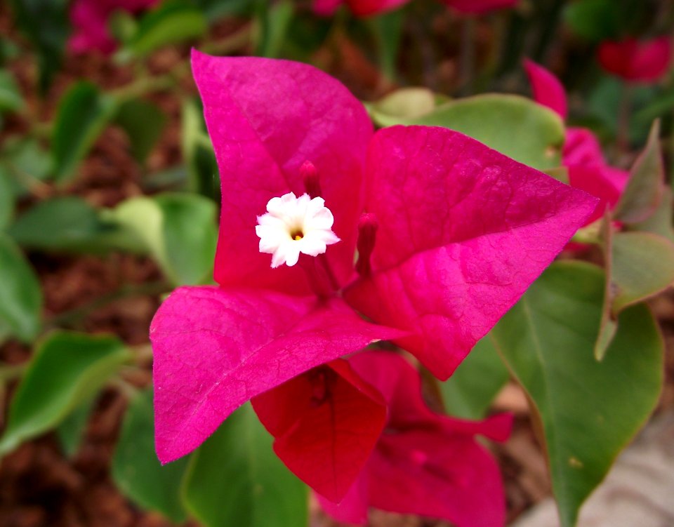 Bougainvillea la jolla