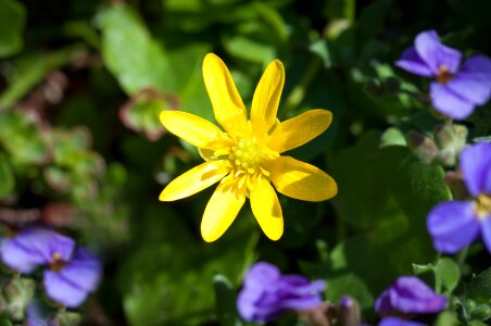 Nature spring flower flower