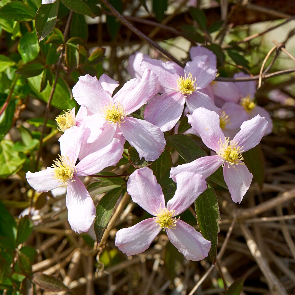 Pollen garden petals