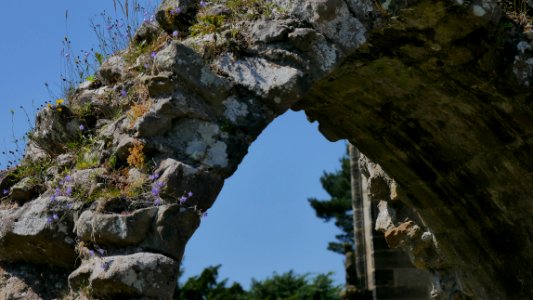 BoltonAbbeyPflanzenH9a