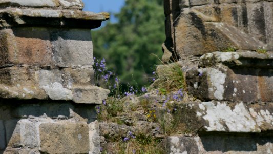 BoltonAbbeyPflanzenH5a