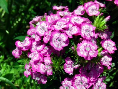 Garden flower macro beautiful flower