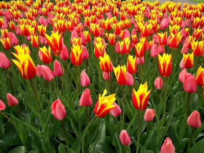 Tulips park keukenhof nature