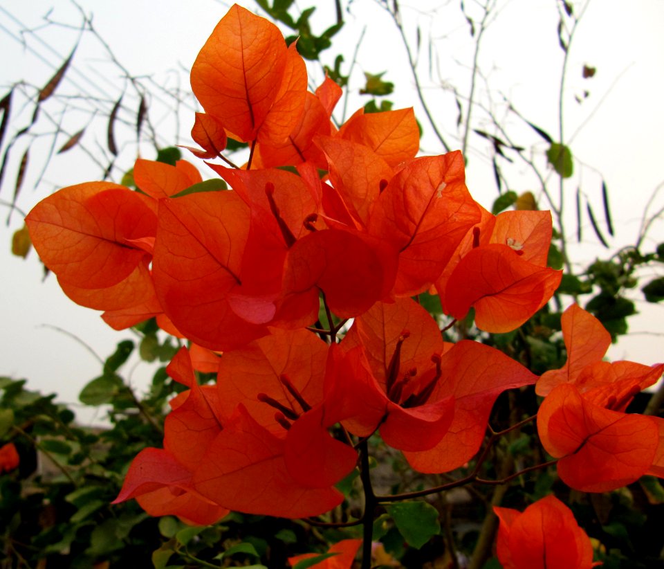Bougainvillier - thaïlande 1