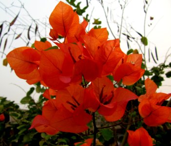Bougainvillier - thaïlande 1