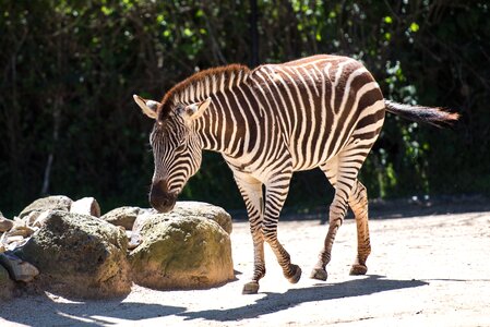 African animal wildlife