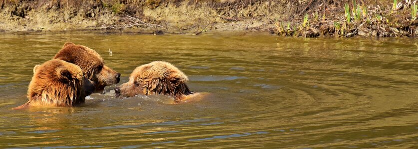 Water play wild animal photo