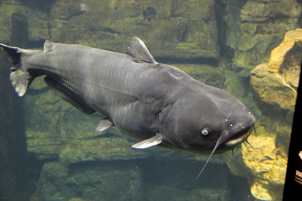 Blue catfish tenn aquarium