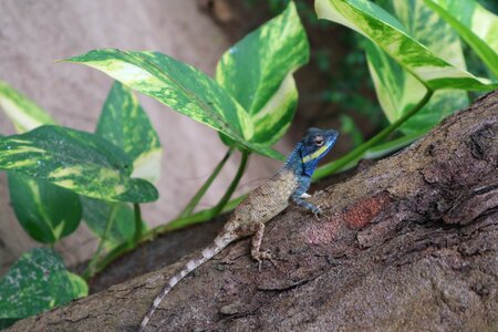 Lizard wild tropical photo