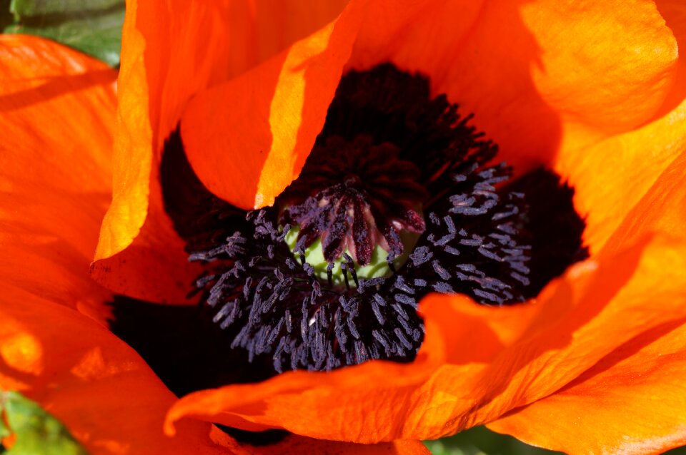 Nature macro flower photo