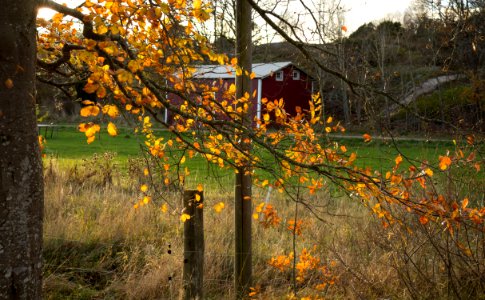 Bough on beech in autumn