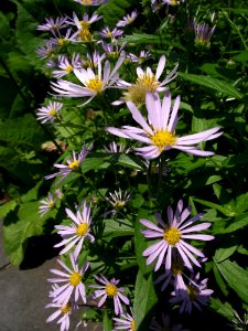 Boltonia asteroides latisquama jim crocker
