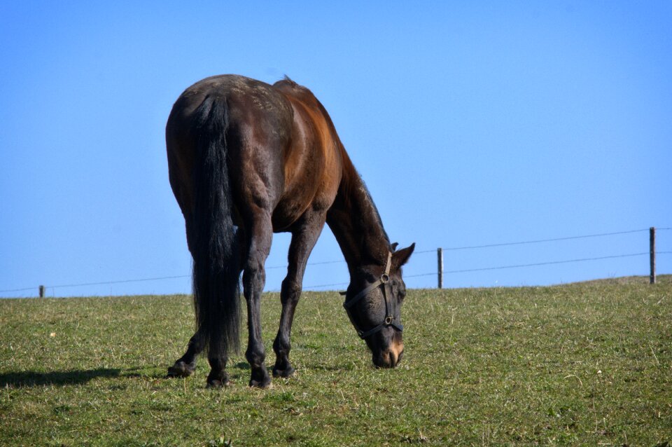 Pasture grass meadow