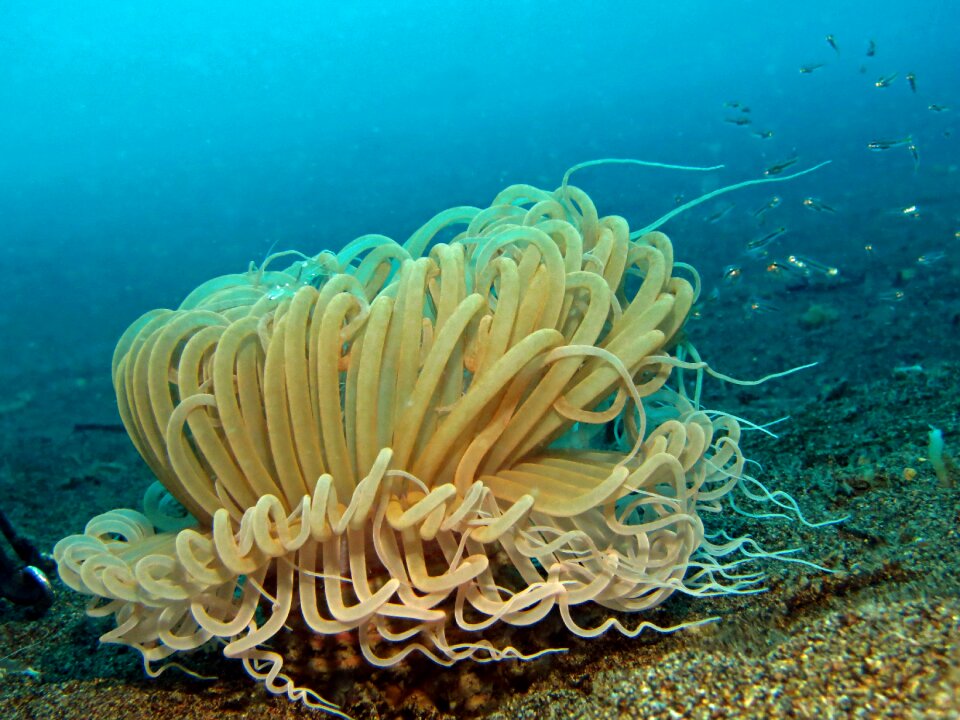 Marine anemone phillipines