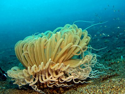 Marine anemone phillipines