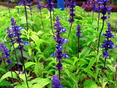 Blue flowers in Da Lat