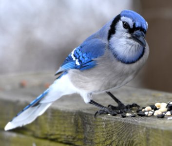 Blue Jay (197785049) photo