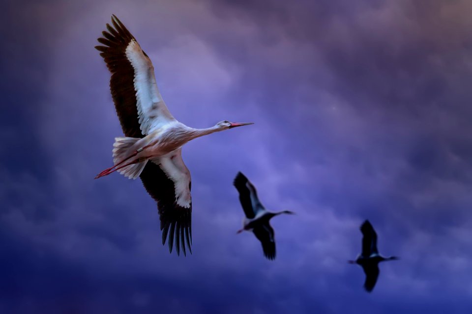 Blue Flight (221121701)