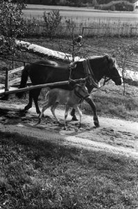 Boeren aan het werk op het land, Bestanddeelnr 920-4606