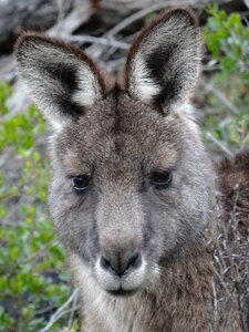 Australia animal wildlife photo