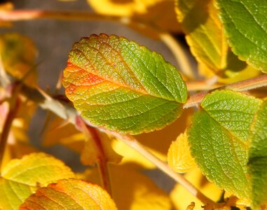 Autumn fall rugosa rose