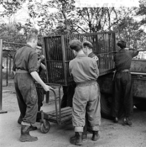 Boltini-beren in Blijdorp, Bestanddeelnr 913-9834