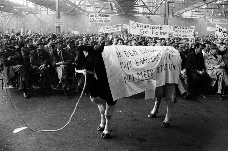 Boeren demonstreren in Bleiswijk tegen prijsbeleid EEG uitgemolken koe, Bestanddeelnr 930-7385