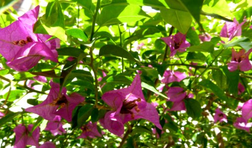 Bougainvillea glabra serres du jardin du Luxembourg