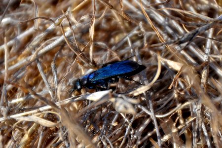 Blue black Spider Wasp in grass