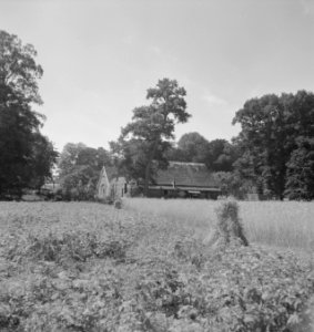 Boerenerf-beplantingen, landgoederen, populieren, heuven, populus nigra, Bestanddeelnr 164-0729