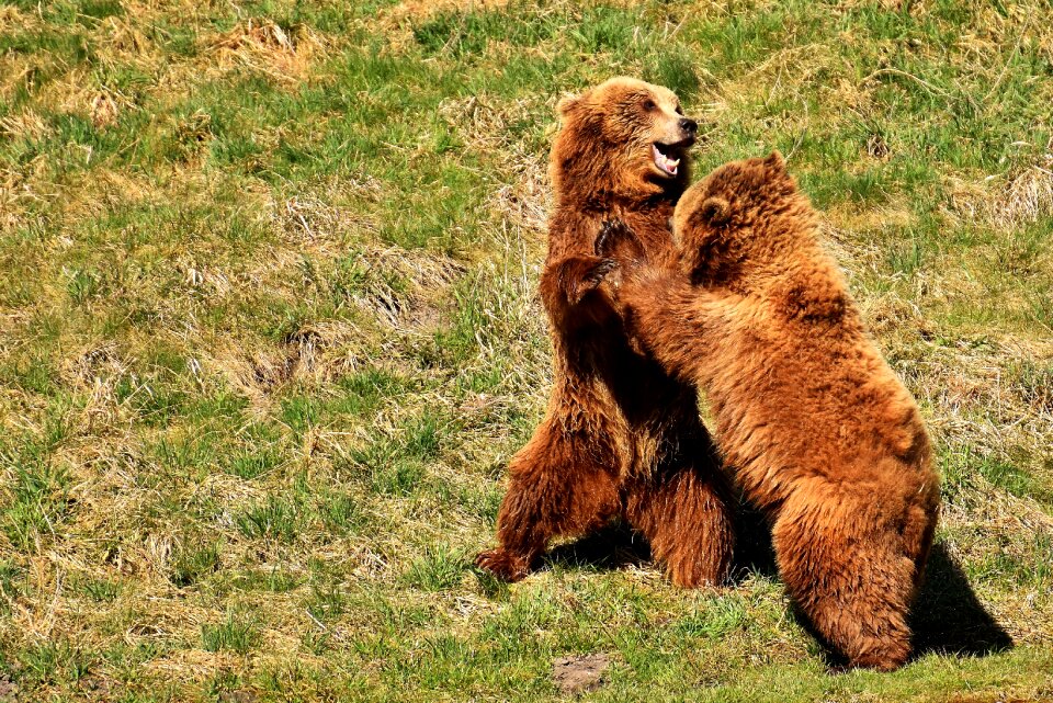 Wild animal bear dangerous