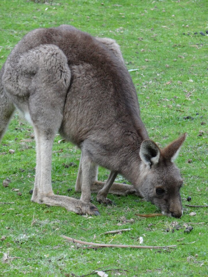Animal brown mammal