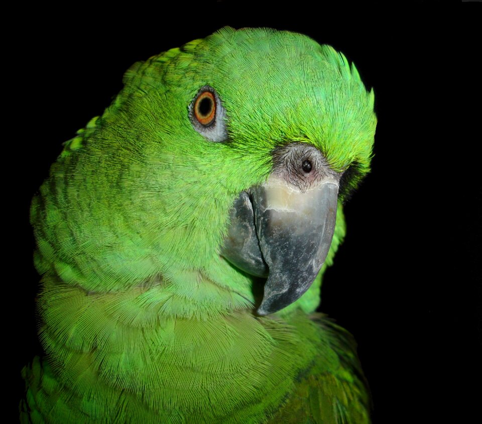 Bird green animal