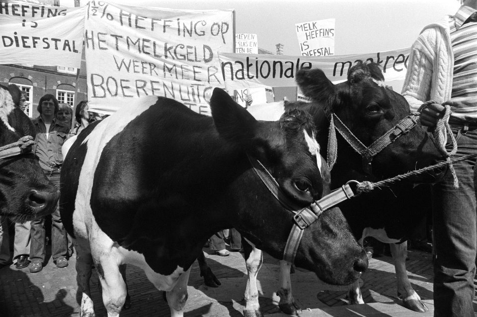 Boeren demonstreren tegen melkheffing op Binnenhof in Den Haag koeien, Bestanddeelnr 929-3478