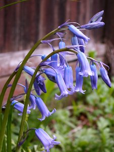 Bluebells, 2020-05-05, Beechview, 02