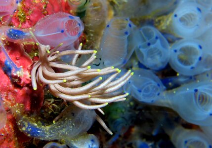 Marine nudibranch phillipines