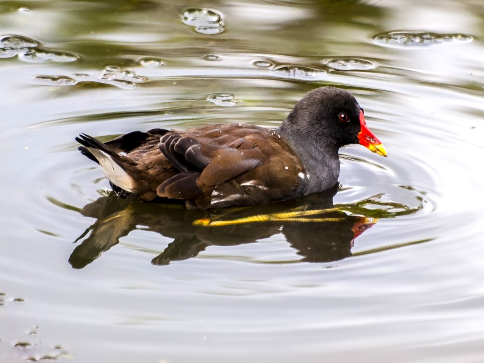 Water bird nature animal