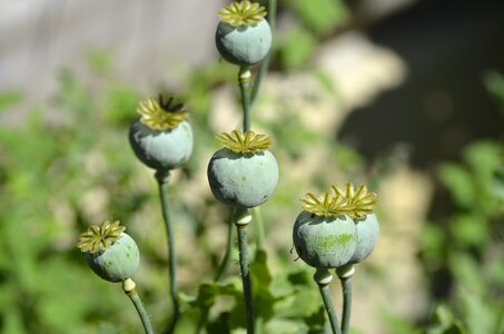 Poppy flower capsule
