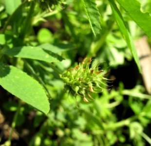 Blue fenugreek bud
