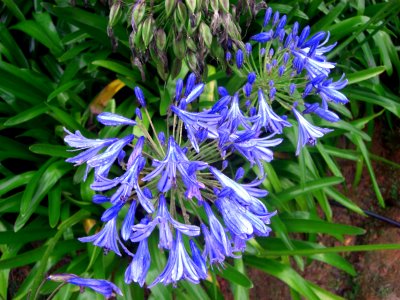 Blue flowers Da Lat