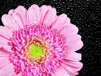 Plant flora blossom