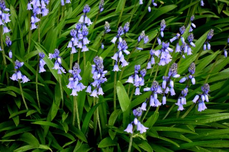 Blue bells - Longwood Gardens - DSC01303 photo
