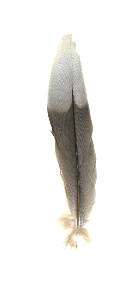 Blue J Feather
