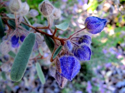 Blue flowers in Perth