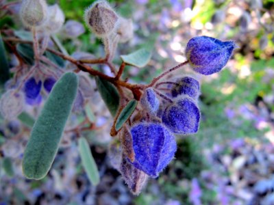 Blue flowers in Perth photo