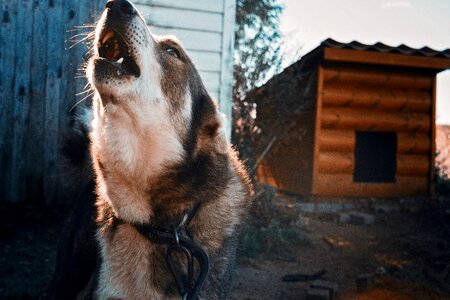 Chain dog on a chain yard photo