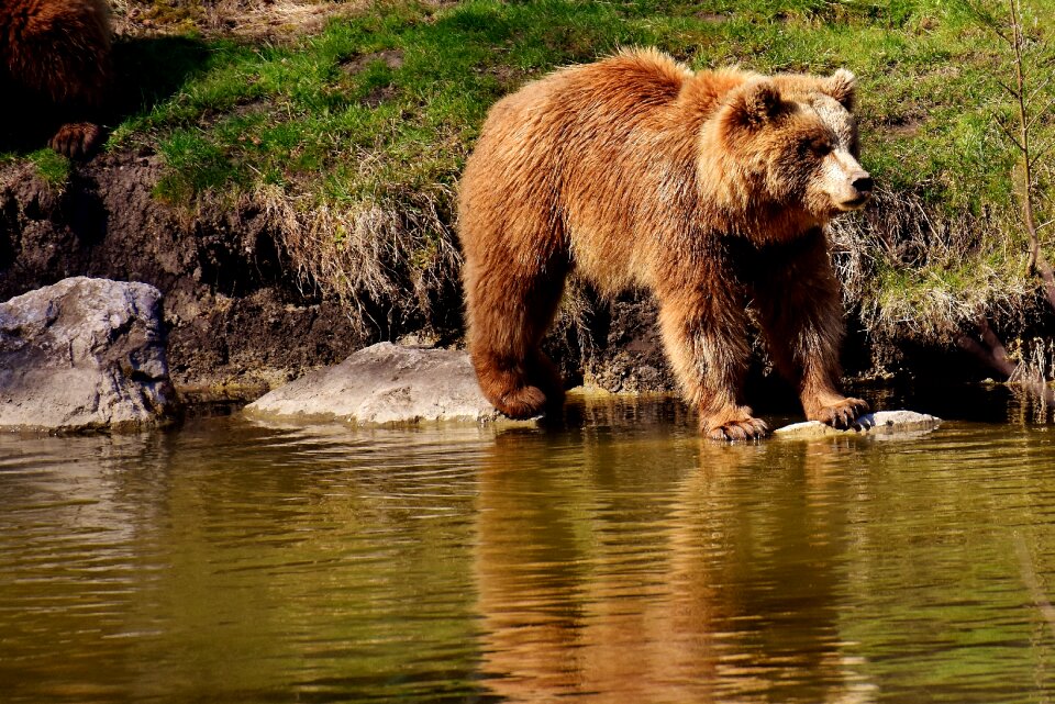 Dangerous animal world fur