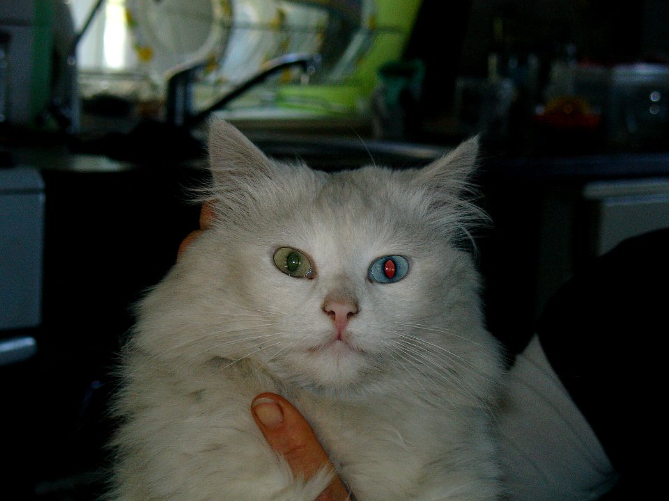 Blue-green-eyed white cat in Chebachiy