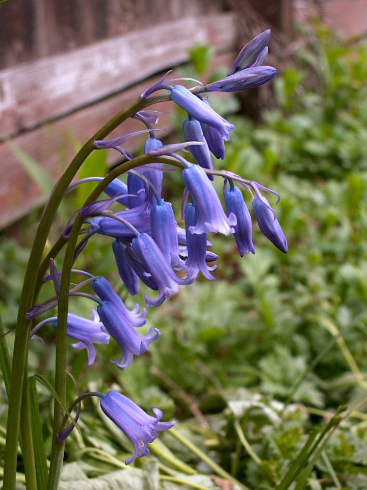 Bluebells, 2020-05-05, Beechview, 05